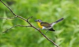 Yellow-breasted Chatborder=